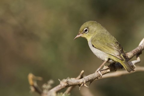 Abyssinian White-eye (Zosterops abyssinicus), Oman