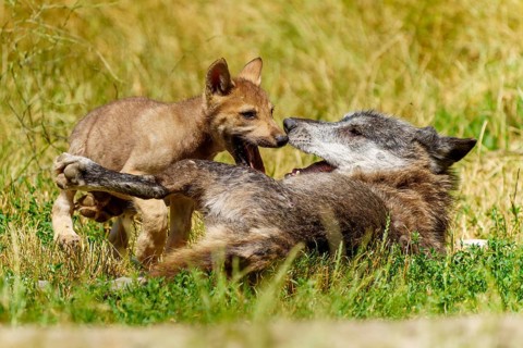 A puppy and a wolf interacting playfully on the grass, Timberwolf, wolf, American wolf, (Canis