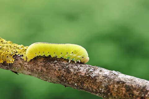 Birch Sawfly, Birch Button Hornworm Wasp (Cimbex femoratus), Birch Sawfly (Symphyta), Birch Button