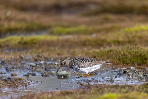 Black-legged stint (Calidris maritima) foraging, Aventdalen, Longyearbyen, Spitsbergen, Svalbard