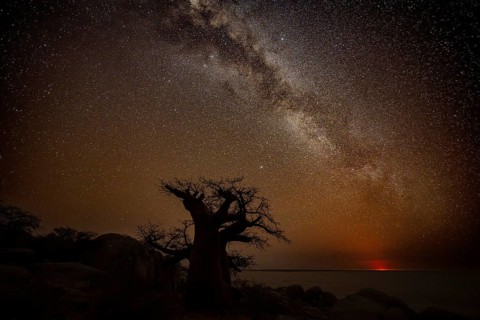Silhouette of a baobab tree with starry sky and Milky Way, red moonrise on the horizon, African