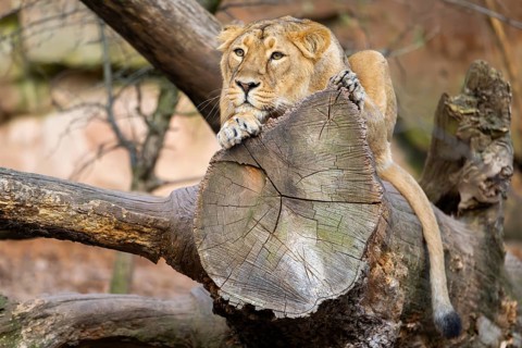 Asiatic lion (Panthera leo persica), female lying on a tree trunk, captive, habitat in India