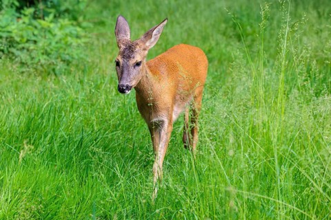 A female roe deer (Capreolus capreolus) crosses a green meadow. Bavaria, Germany
