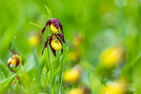 European lady's slipper (Cypripedium calceolus), orchid family (Orchidaceae), Upper Danube nature