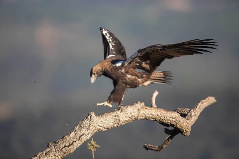 Iberian Eagle (Aquila adalberti), Spanish imperial eagle, Extremadura, Castilla La Mancha, Spain