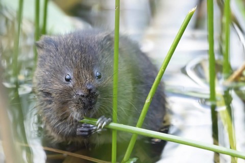 Water vole (Arvicola amphibius) adult rodent animal feeding amongst reeds in a pond in summer,