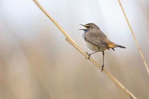 Bluethroat (Luscinia svecica cyanecula) ml Germany