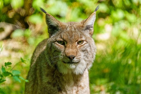 Close-up of a lynx with attentive gaze and erect ears, surrounded by green forest vegetation, Lynx,