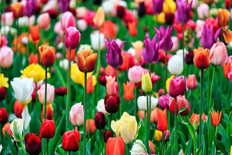 Different coloured tulips (Tulipa), colourful tulip bed, Keukenhof gardens, Lisse, Bollenstreek,