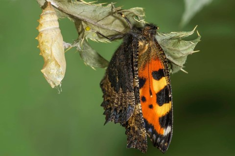 A newly hatched Small tortoiseshell (Aglais urticae) with its cocoon on a leaf in a natural