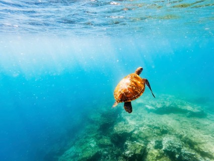 Green turtle (Chelonia mydas), underwater, Galapagos, Ecuador