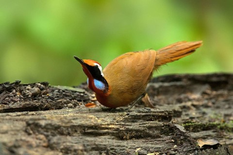 Rail-babbler (Eupetes macrocerus), Pahang, Malaysia