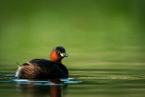 Little Grebe (Tachybaptus ruficollis), Hesse, Germany