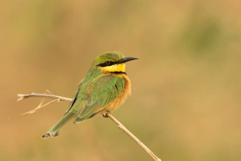 Little Bee-eater (Merops pusillus), Gambia