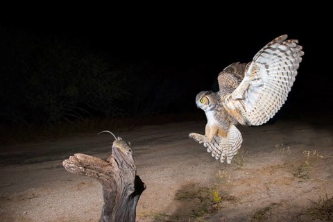 Great Horned Owl Bubo virginianus Tucson, Arizona, United States 3 November Adult with Cactus Mouse