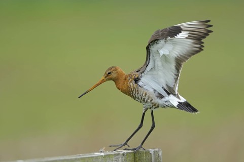 Uferschnepfe (Limosa limosa), Black-tailed Godwit, landender Altvogel auf Sitzwarte, Mai, Nijkerk,