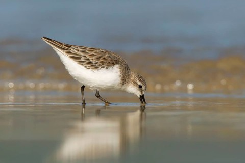 Red-necked Stint (Calidris ruficollis) foraging, Victoria, Australia