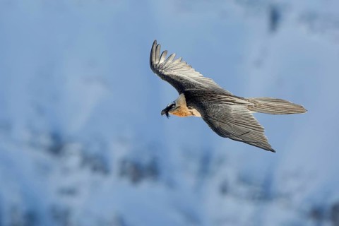 Bearded Vulture (Gypaetus barbatus) flying, Valais, Switzerland