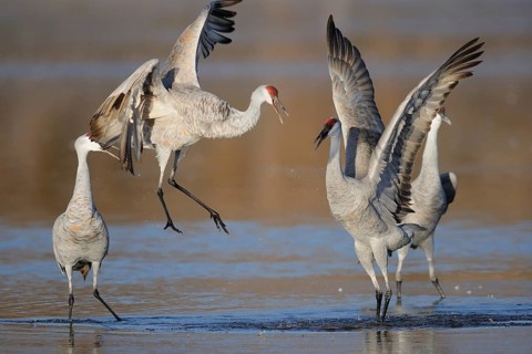 Sandhill Crane (Antigone canadensis), New Mexico, USA
