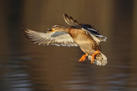 Stockente, Anas platyrhynchos, Weibchen im Landeanflug mit Morgenlicht
