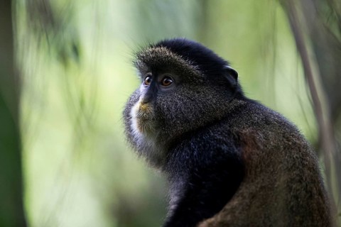 Golden Monkey (Cercopithecus mitis kandti) adult portrait, Mgahinga National Park, Uganda