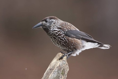 Spotted Nutcracker (Nucifraga caryocatactes), Carinthia, Austria
