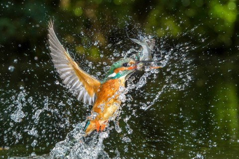 Common Kingfisher (Alcedo atthis) female fishing, Lower Saxony, Germany