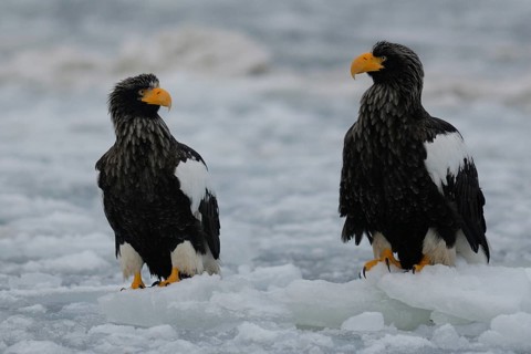 Steller's Sea Eagle (Haliaeetus pelagicus), Hokkaido, Japan