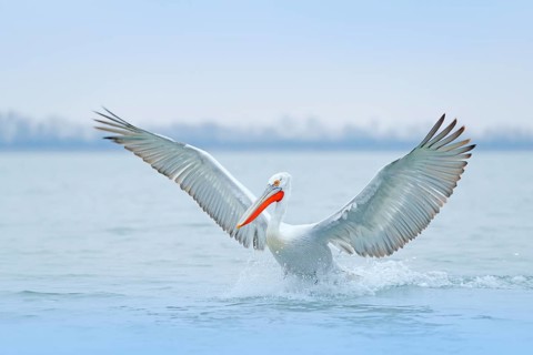 Bird with morning sunrise. Dalmatian pelican, Pelecanus crispus, in Lake Kerkini, Greece. Pelican