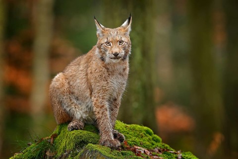 Lynx in the forest. Sitting Eurasian wild cat on green mossy stone, green in background. Wild cat