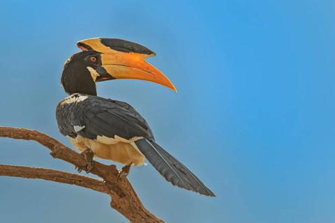 Weblicher Malabarhornvogel (Anthracoceros coronatus) auf seinem Ansitzast im Wilpattu Nationalpark