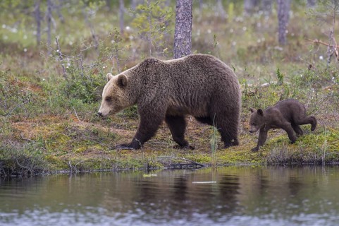 Eurasian Brown Bear (Ursus arctos) mother with cub walking at lake shore, Finland