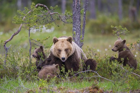 Eurasian Brown Bear (Ursus arctos) mother with cubs, Finland