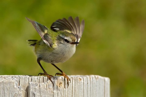 Rifleman (Acanthisitta chloris) male, New Zealand