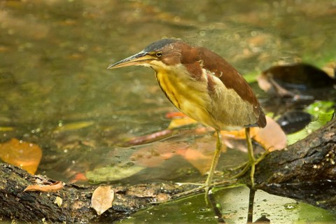 Von Schrenck's Bittern (Ixobrychus eurhythmus), Singapore