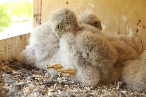 Common Kestrel (Falco tinnunculus) chick, Lower Saxony, Germany