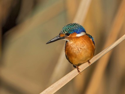 Malachite Kingfisher (Corythornis cristatus), Gambia