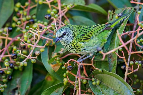 Spotted Tanager (Tangara punctata) perched on a branch in Manu National Park, Peru