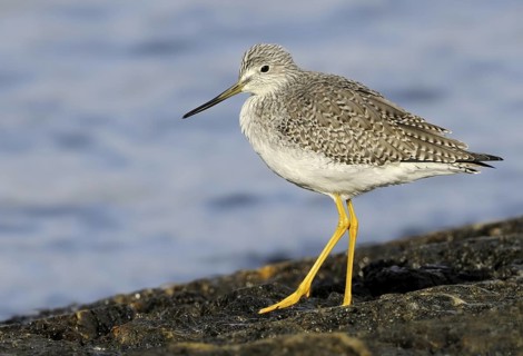Greater Yellowlegs (Tringa melanoleuca), British Columbia, Canada