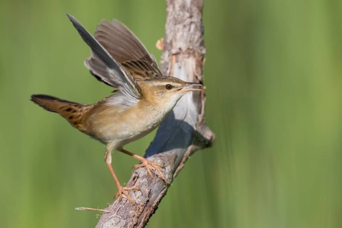 Pallas's Grasshopper Warbler - Streifenschwirl - Locustella certhiola ssp. centralasiae, Kazakhstan