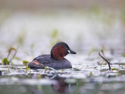 Little Grebe (Tachybaptus ruficollis), Mecklenburg-Western Pomerania, Germany