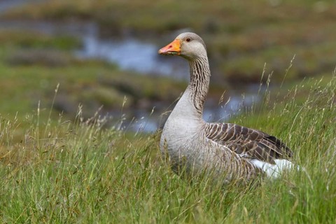 Greylag Goose (Anser anser) foraging, Texel, Netherlands