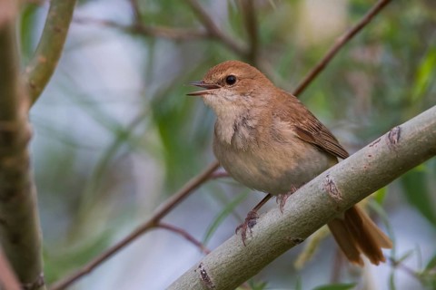 Common Nightingale - Nachtigall - Luscinia megarhynchos ssp. golzii, Kazakhstan, adult