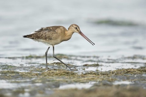 Black-tailed Godwit (Limosa limosa melanuroides) juvenile foraging at shoreline, Dornod-Aimag,