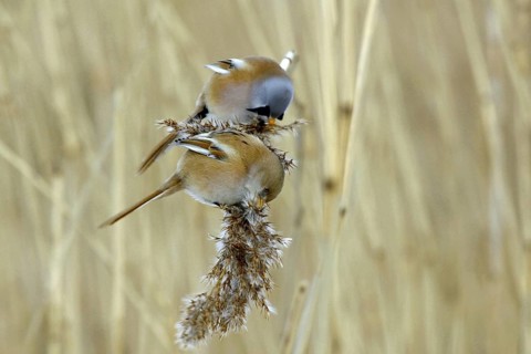Bearded Reedling (Panurus biarmicus) pair feeding on reed, Mecklenburg-Western, Pomerania, Germany