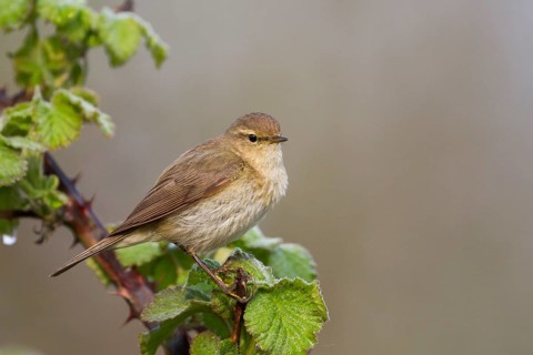 Common Chiffchaff - Zilpzalp - Phylloscopus collybita ssp. collybita, Germany