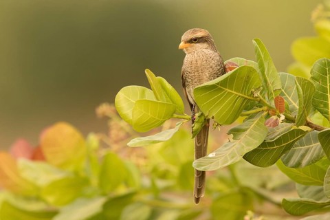 Yellow-billed Shrike (Corvinella corvina), Gambia