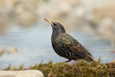 Common Starling (Sturnus vulgaris) female at waterhole, Bavaria, Germany