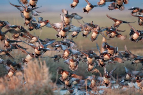 Eurasian Wigeon (Mareca penelope) group flying, Netherlands