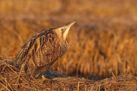 Eurasian Bittern (Botaurus stellaris), Lisbon, Portugal
